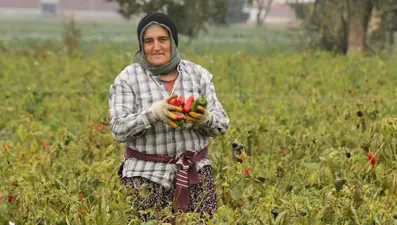 Samsun'da hasat başladı: Kilosu 15 liradan alıcı buluyor, yurt dışından da talep var