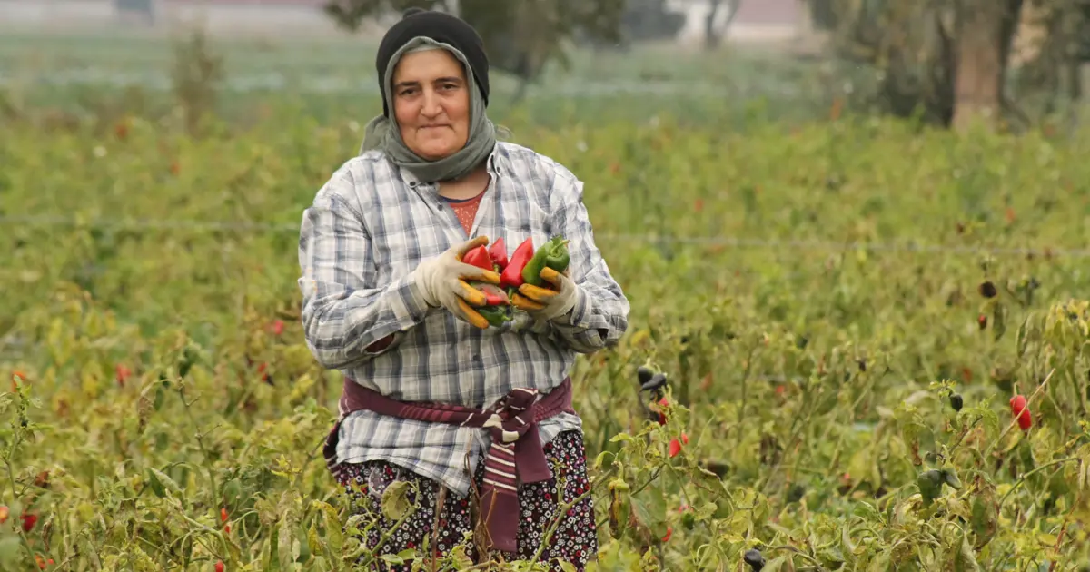 Samsun'da hasat başladı: Kilosu 15 liradan alıcı buluyor, yurt dışından da talep var