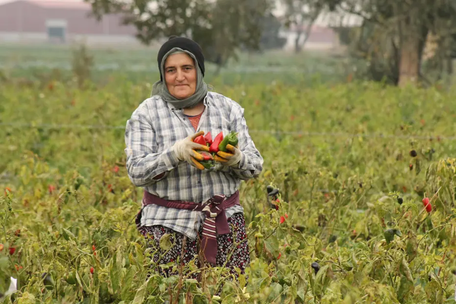 Samsun'da hasat başladı: Kilosu 15 liradan alıcı buluyor, yurt dışından da talep var