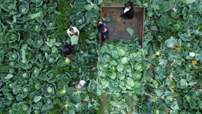 Bafra Ovası'nda beyaz lahana hasadı başladı