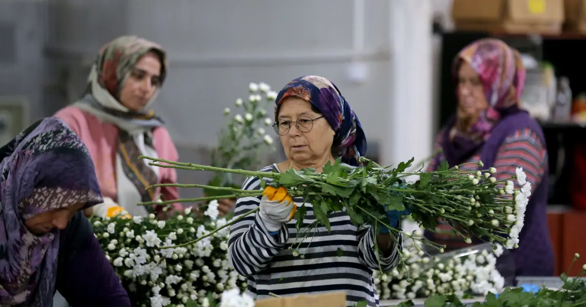 Çiçek sektörü rekora koşuyor: Türkiye'den 80 ülkeye ihracat