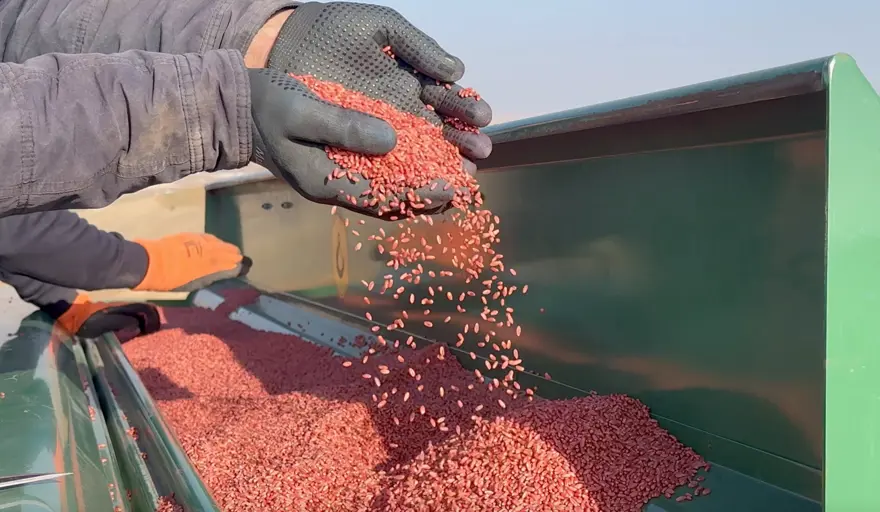 Kuraklık nedeniyle buğday ekimi kasım ayına sarktı
 3