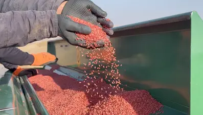 Kuraklık nedeniyle buğday ekimi kasım ayına sarktı
