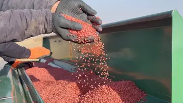 Kuraklık nedeniyle buğday ekimi kasım ayına sarktı