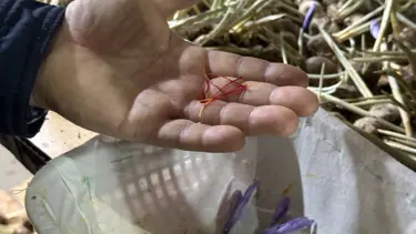 "Kırmızı Altın" çiftçinin yeni umudu oldu