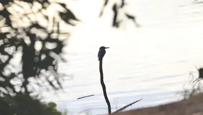 Kuş Cenneti fotoğrafçıların uğrak noktası oldu