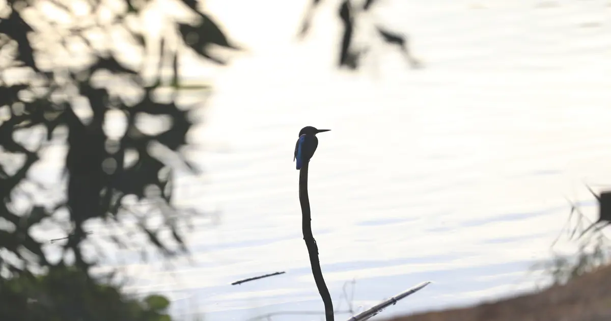 Kuş Cenneti fotoğrafçıların uğrak noktası oldu