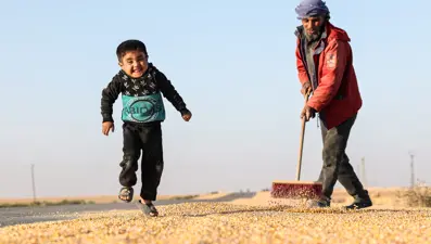 Hasat başladı, kurusun diye yollara serildi. Suriye'de çiftçi emeğiyle çocuk sevinci birleşti