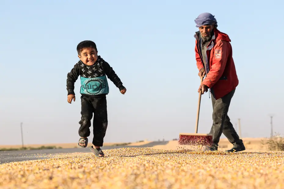 Hasat başladı, kurusun diye yollara serildi. Suriye'de çiftçi emeğiyle çocuk sevinci birleşti