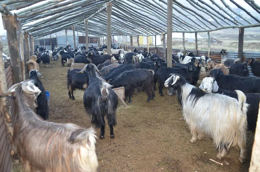 HAYVANALRI SOĞUKTAN KORUMA ÇABASI 