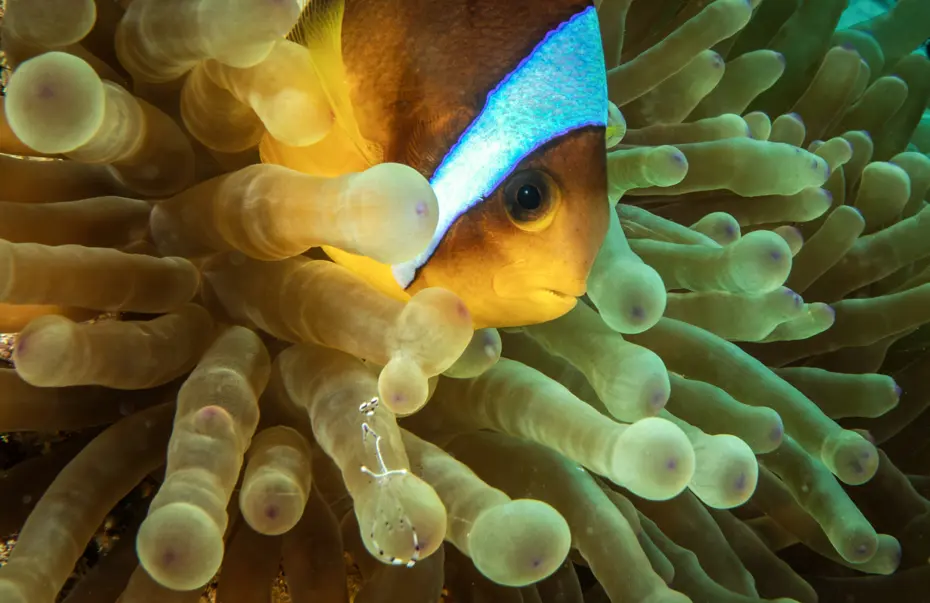 Kızıldeniz'de palyaço balıkları görüntülendi