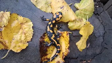 Nesli tehlike altındaki "Türk semenderi", Adana'da görüldü