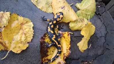 Nesli tehlike altındaki "Türk semenderi", Adana'da görüldü