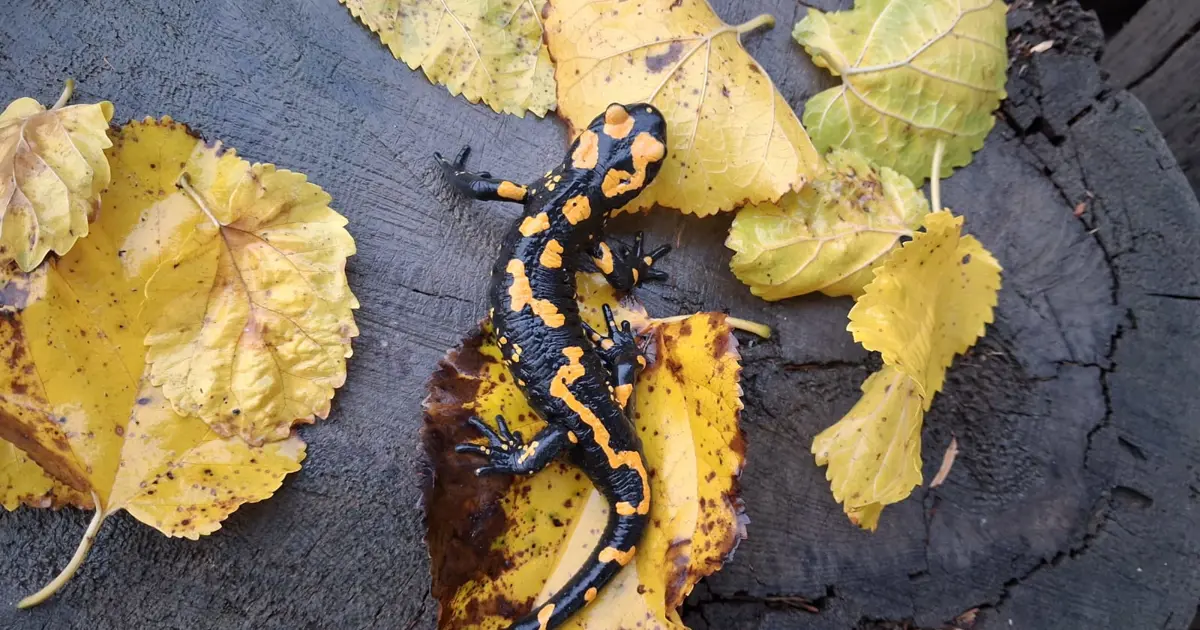 Nesli tehlike altındaki "Türk semenderi", Adana'da görüldü