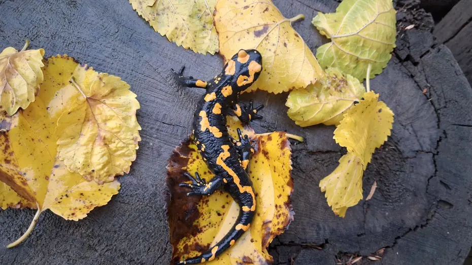 Nesli tehlike altındaki 