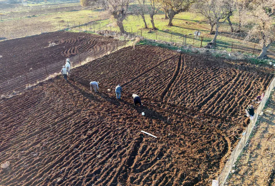Bozulmadan 1 yıl dayanabiliyor, bağışıklık dostu besinin ekimi yapıldı 