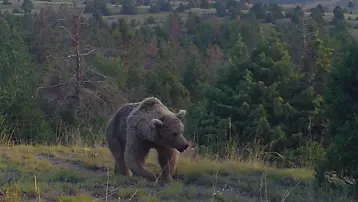 242 noktada görüntülendiler. Bozayılar yavrularına beslenmeyi öğrettiler