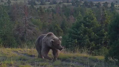 242 noktada görüntülendiler. Bozayılar yavrularına beslenmeyi öğrettiler
