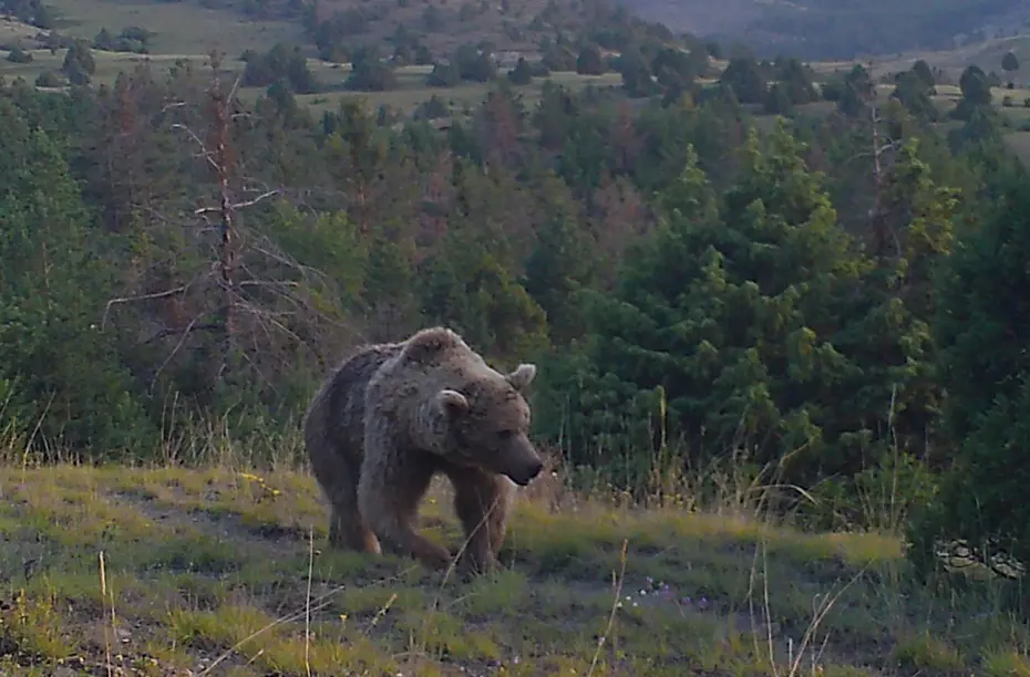 242 noktada görüntülendiler. Bozayılar yavrularına beslenmeyi öğrettiler