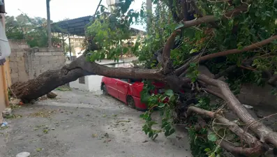 Hatay'da fırtına ağaçları devirdi, çatıları uçurdu
