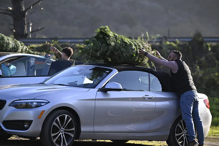 ÇAM AĞAÇLARINI KESTİLER 4