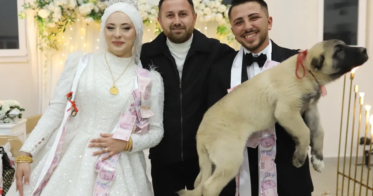 Düğünde gelin ve damada takı yerine çoban köpeği hediye edildi