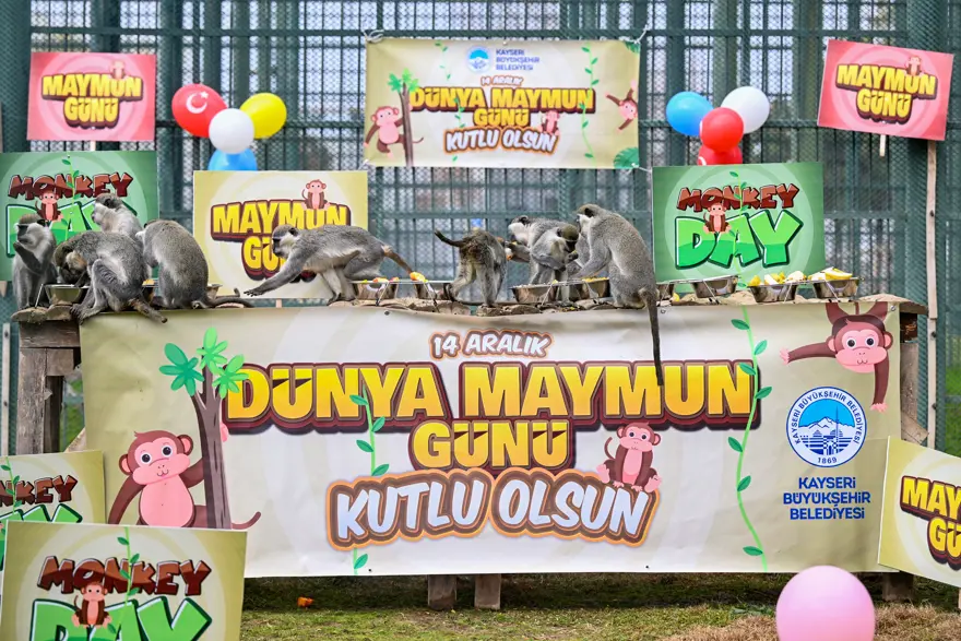 Kayseri'de Dünya Maymun Günü muz partisiyle kutlandı  
