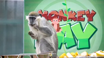 Kayseri'de Dünya Maymun Günü muz partisiyle kutlandı 