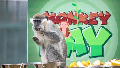 Kayseri'de Dünya Maymun Günü muz partisiyle kutlandı 