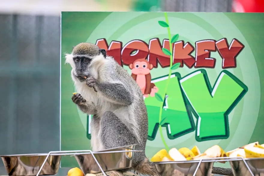 Kayseri'de Dünya Maymun Günü muz partisiyle kutlandı  1