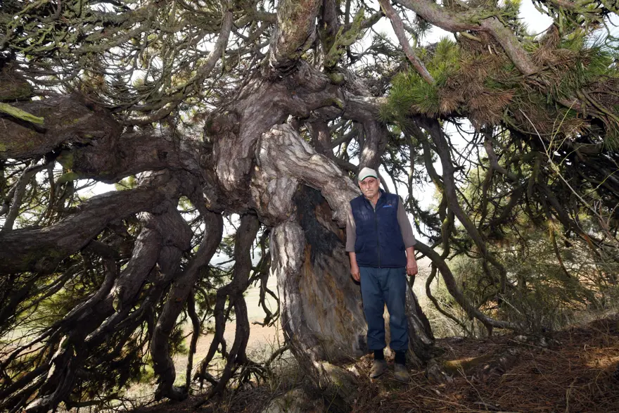 Aşağı doğru uzanıyor, şemsiyeyi andırıyor. 400 yıllık asırlık çam şekliyle dikkat çekiyor 3 Aşağı doğru uzanıyor, şemsiyeyi andırıyor. 400 yıllık asırlık çam şekliyle dikkat çekiyor 3