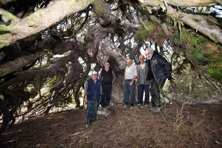 Aşağı doğru uzanıyor, şemsiyeyi andırıyor. 400 yıllık asırlık çam şekliyle dikkat çekiyor 2 Aşağı doğru uzanıyor, şemsiyeyi andırıyor. 400 yıllık asırlık çam şekliyle dikkat çekiyor 2