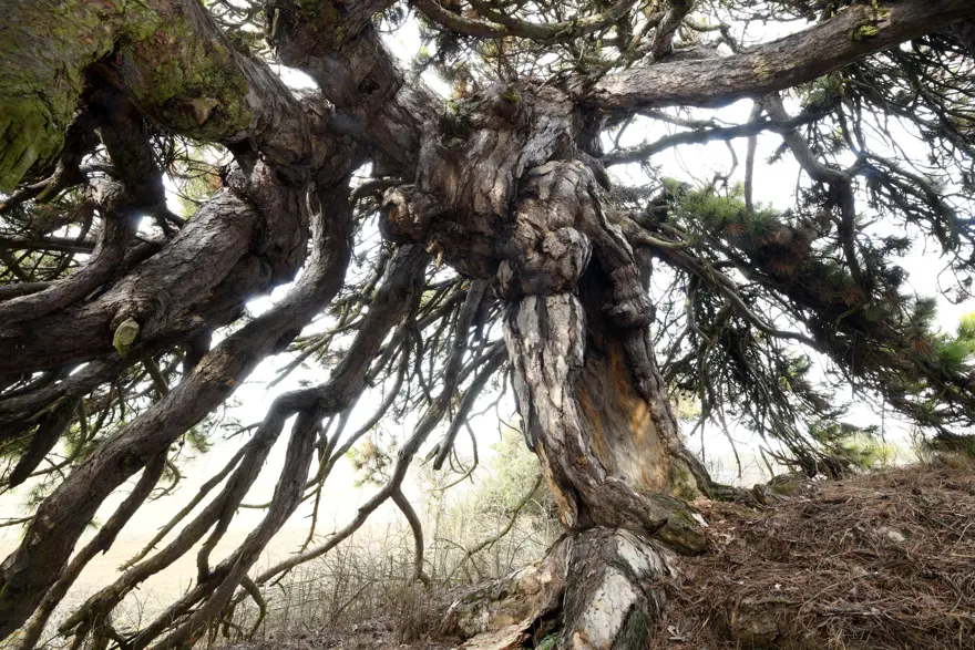 Aşağı doğru uzanıyor, şemsiyeyi andırıyor. 400 yıllık asırlık çam şekliyle dikkat çekiyor Aşağı doğru uzanıyor, şemsiyeyi andırıyor. 400 yıllık asırlık çam şekliyle dikkat çekiyor