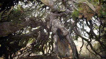 Aşağı doğru uzanıyor, şemsiyeyi andırıyor. 400 yıllık asırlık çam şekliyle dikkat çekiyor 