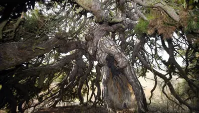 Aşağı doğru uzanıyor, şemsiyeyi andırıyor. 400 yıllık asırlık çam şekliyle dikkat çekiyor 