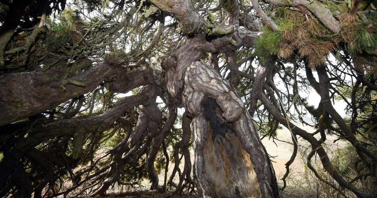 Aşağı doğru uzanıyor, şemsiyeyi andırıyor. 400 yıllık asırlık çam şekliyle dikkat çekiyor