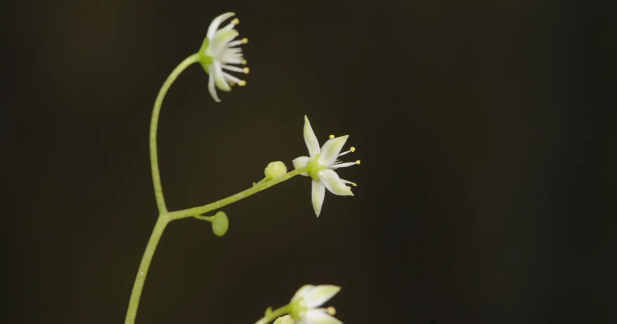 İzmir'de endemik bitki türü keşfedildi