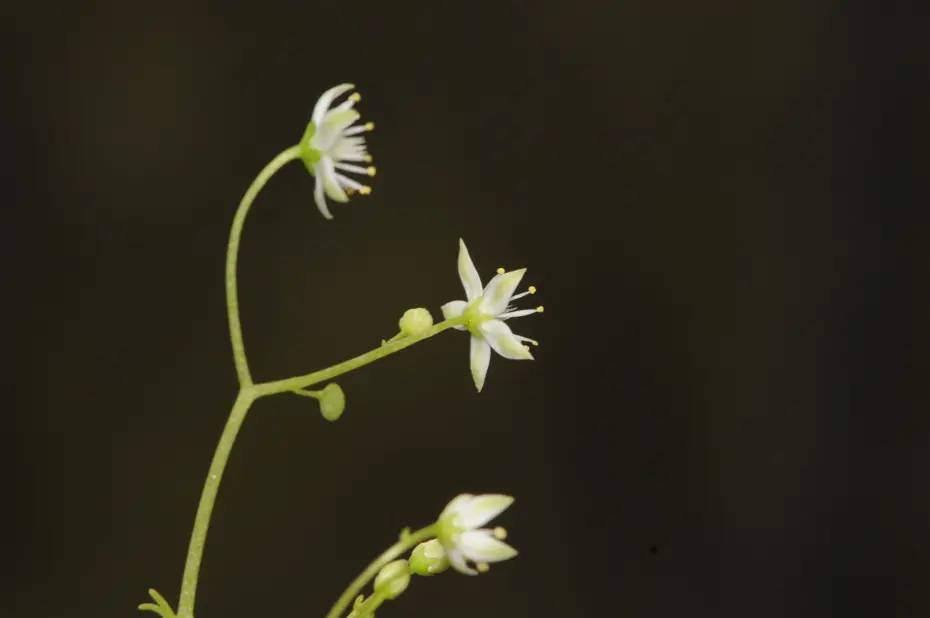 İzmir’de endemik bitki türü keşfedildi