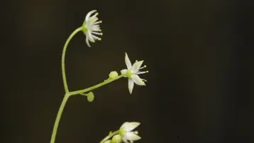 İzmir'de endemik bitki türü keşfedildi