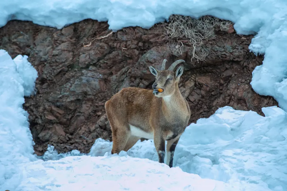 Adıyaman'da dağ keçileri için yem bırakıldı
