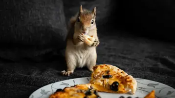 İlk geldiğinde beslenmeyi bile bilmiyordu. Sincap Yoda şimdi makarna ve pizza yiyor