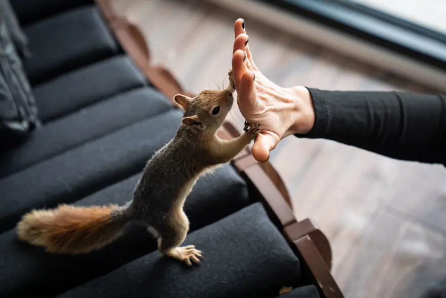 İlk geldiğinde beslenmeyi bile bilmiyordu. Sincap Yoda şimdi makarna ve pizza yiyor 9