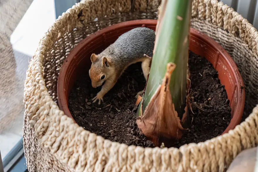 İlk geldiğinde beslenmeyi bile bilmiyordu. Sincap Yoda şimdi makarna ve pizza yiyor 2