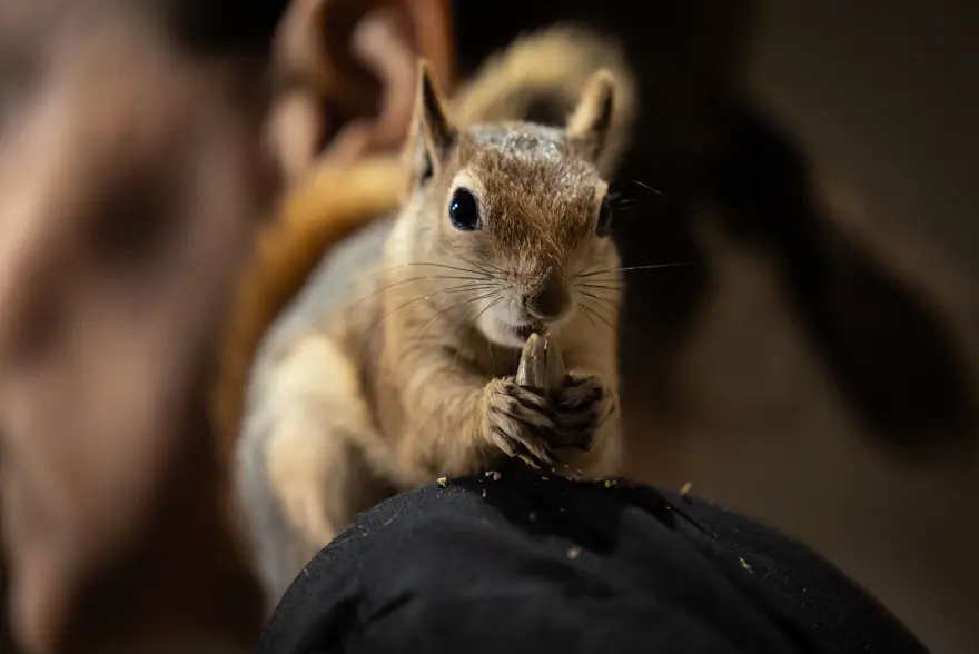 İlk geldiğinde beslenmeyi bile bilmiyordu. Sincap Yoda şimdi makarna ve pizza yiyor 3