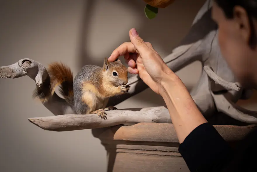 İlk geldiğinde beslenmeyi bile bilmiyordu. Sincap Yoda şimdi makarna ve pizza yiyor 6