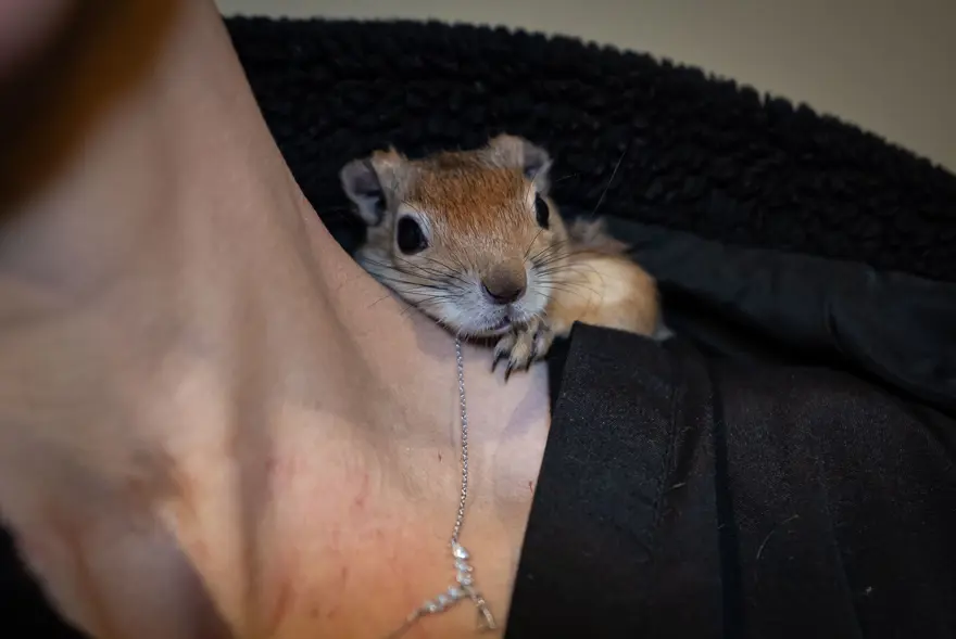 İlk geldiğinde beslenmeyi bile bilmiyordu. Sincap Yoda şimdi makarna ve pizza yiyor 10