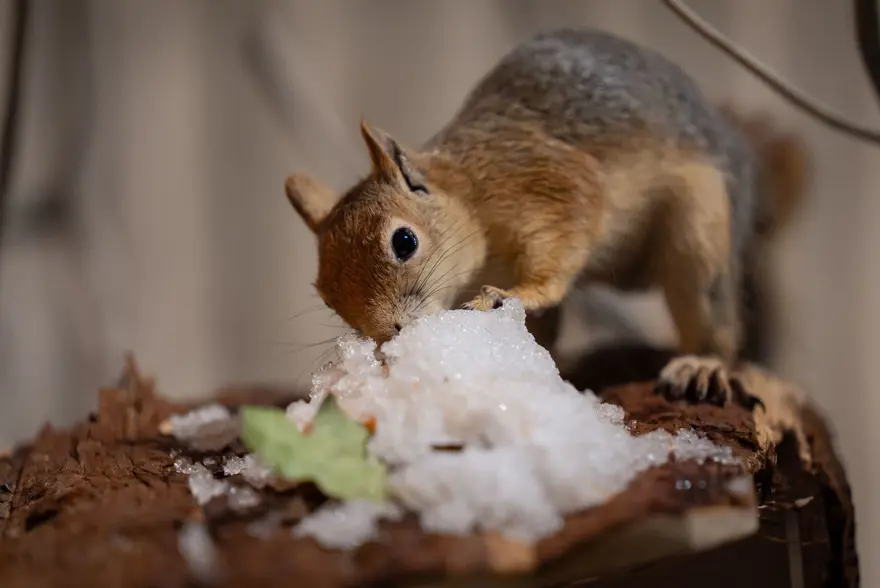 İlk geldiğinde beslenmeyi bile bilmiyordu. Sincap Yoda şimdi makarna ve pizza yiyor 4