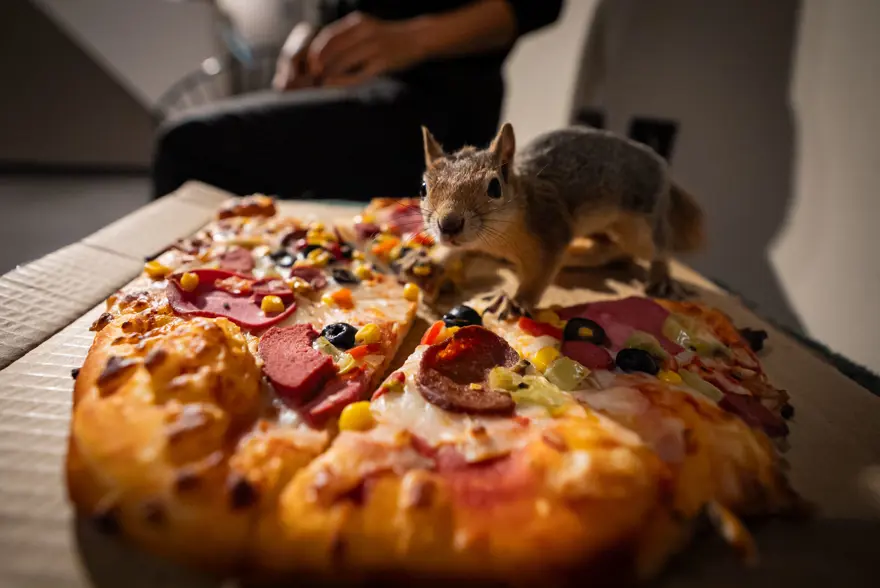 İlk geldiğinde beslenmeyi bile bilmiyordu. Sincap Yoda şimdi makarna ve pizza yiyor 