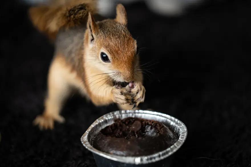 İlk geldiğinde beslenmeyi bile bilmiyordu. Sincap Yoda şimdi makarna ve pizza yiyor 7