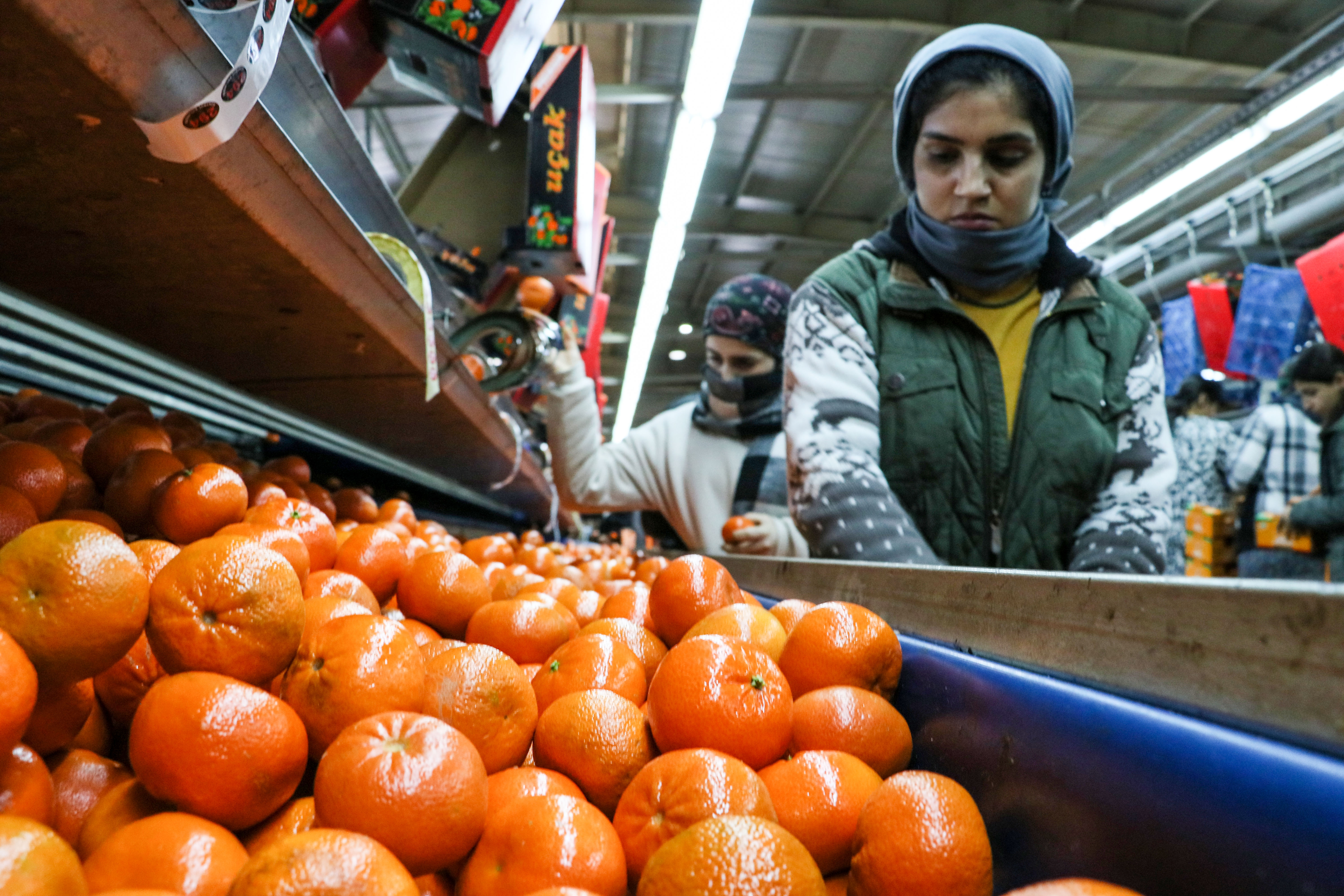 Narenciyenin sağlığa faydası kadar ülke ekonomisine katkısı da oldu